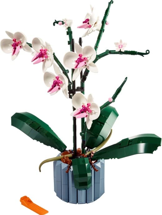 Imagen de Orquídeas