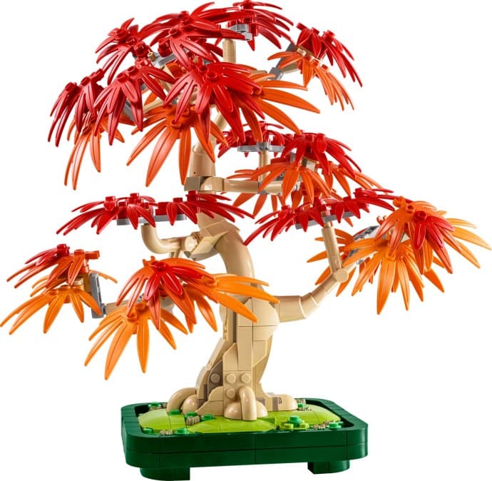 Imagen de Bonsái de Arce Rojo Japonés